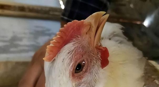 斗牛犬咳嗽药物治疗全攻略：效果与注意事项详解