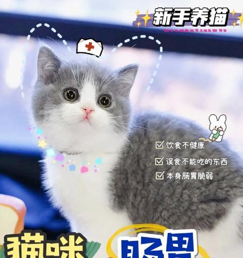 猫咪软便吃什么药？有效药物与注意事项全攻略(图3)