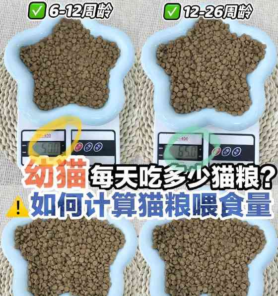 猫咪饮食时间安排与喂养建议｜实用喂养全攻略(图2)