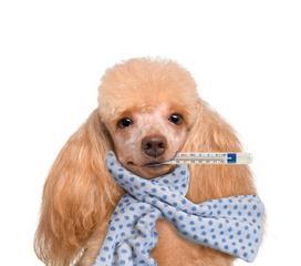 狗罐装病毒传播途径与常见症状｜防控意识全攻略(图1)