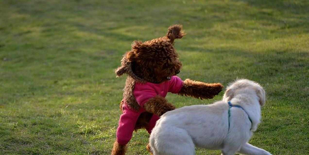 狗狗只生男宝宝之谜:遗传学还是多种因素综合作用(图1) 狗狗只生男宝宝之谜:遗传学还是多种因素综合作用(图1)