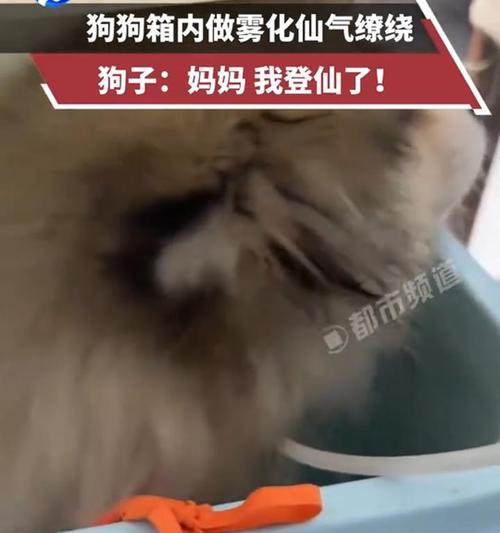 狗狗雾化治疗全攻略:好处、注意事项与药物选择(图3) 狗狗雾化治疗全攻略:好处、注意事项与药物选择(图3)