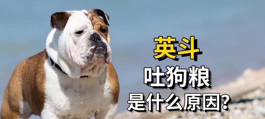 为什么狗狗需要吃狗粮？探索狗粮在狗狗饮食中的重要性｜全面指南(图1)
