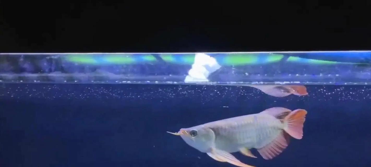 龙鱼水质要求及维护全攻略：掌握理想水质条件(图3)