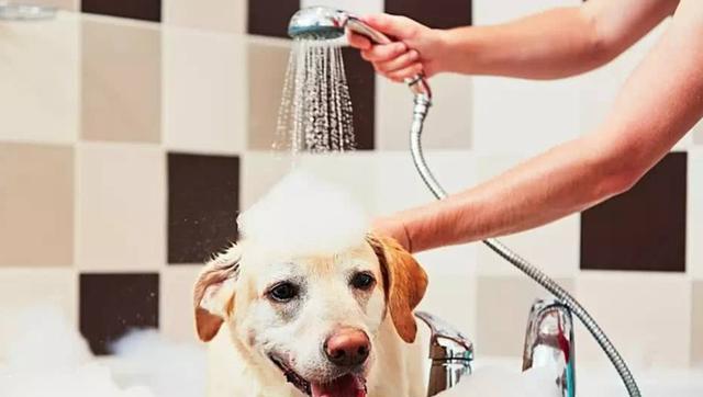 狗幼仔多大可以洗澡？正确洗澡时间与护理全攻略(图2)