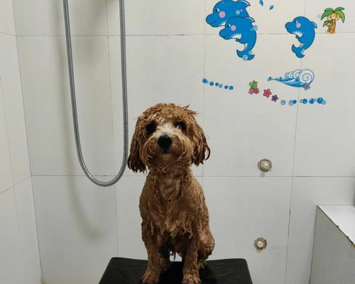 狗幼仔多大可以洗澡？正确洗澡时间与护理全攻略(图3)