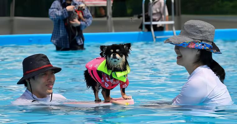 狗幼仔多大可以洗澡？正确洗澡时间与护理全攻略