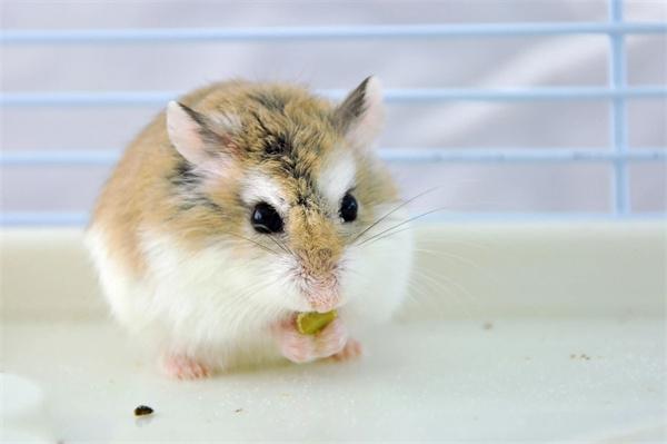 仓鼠的视力好吗? 仓鼠的视力好吗?揭秘近视眼如何靠嗅觉听觉生存|饲养指南(图2)