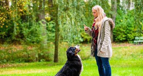 狗狗训练最佳时间全攻略：找出适合您和宠物的理想时段(图2)