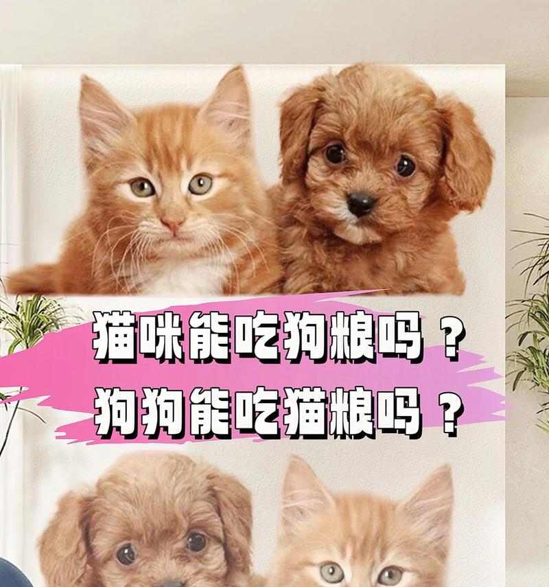 如何选择不臭的狗粮，解决口臭问题｜选购实用指南(图3)