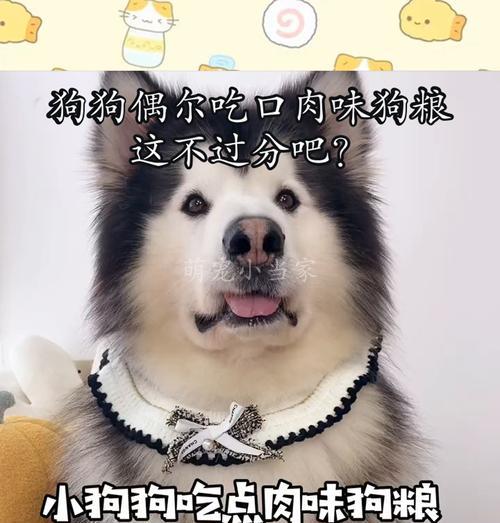 如何选择不臭的狗粮，解决口臭问题｜选购实用指南