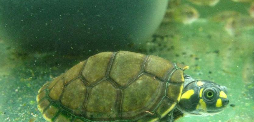 小草龟的头为什么是绿色的？原因与意义全解析(图1)