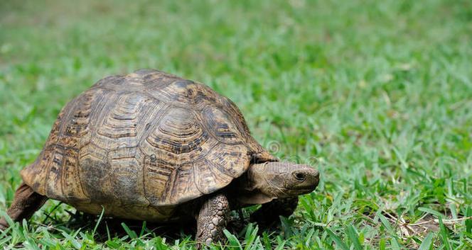 小草龟的头为什么是绿色的？原因与意义全解析(图2)