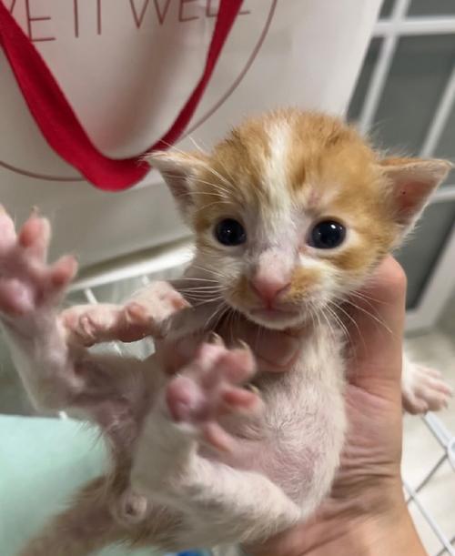 小猫夜里不停叫的原因及解决方法｜实用指南(图2)