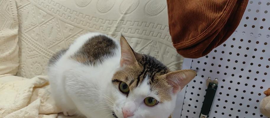 小猫夜里不停叫的原因及解决方法｜实用指南(图3)