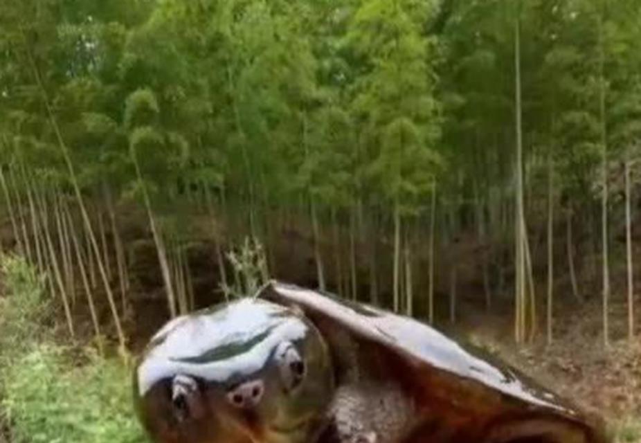 小草龟的头为什么是绿色的？原因与意义全解析(图3)