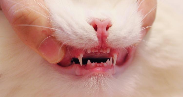 小猫门牙何时换？宠物猫门牙更替关键期与护理全攻略(图2)