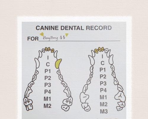 小猫门牙何时换？宠物猫门牙更替关键期与护理全攻略(图3)