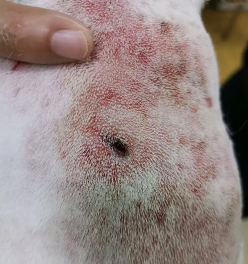 为什么法斗比金毛贵？价格差异原因与市场需求全解析(图2)