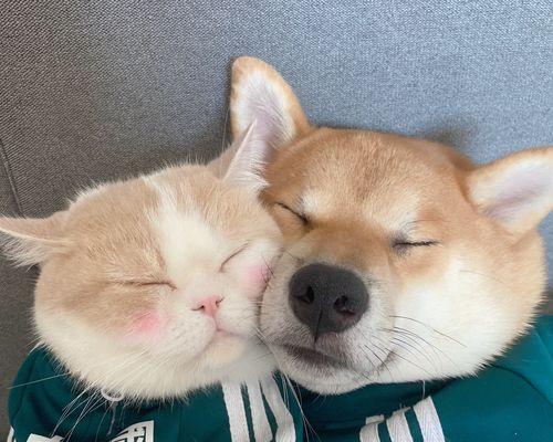 为什么法斗比金毛贵？价格差异原因与市场需求全解析(图1)