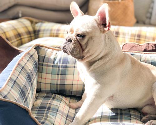 为什么法斗比金毛贵？价格差异原因与市场需求全解析(图3)