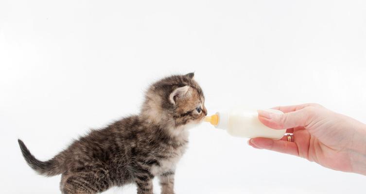 幼猫断奶时间和注意事项|正确方法与实用指南(图2) 幼猫断奶时间和注意事项|正确方法与实用指南(图2)