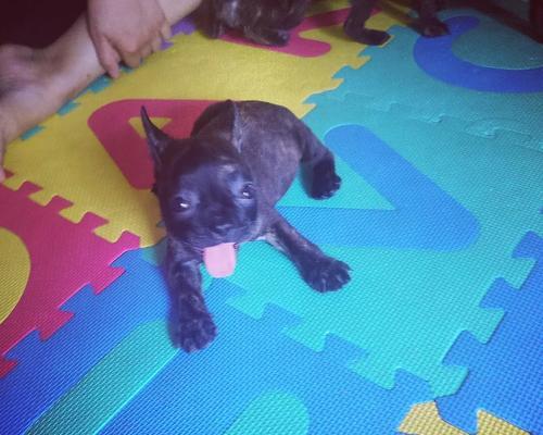 法斗换牙期照顾指南:15个关键注意事项|实用攻略(图2) 法斗换牙期照顾指南:15个关键注意事项|实用攻略(图2)