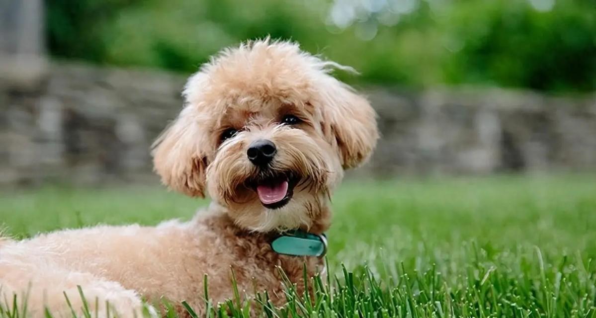 狗狗肾衰吃什么好？饮食调整要点与实用指南