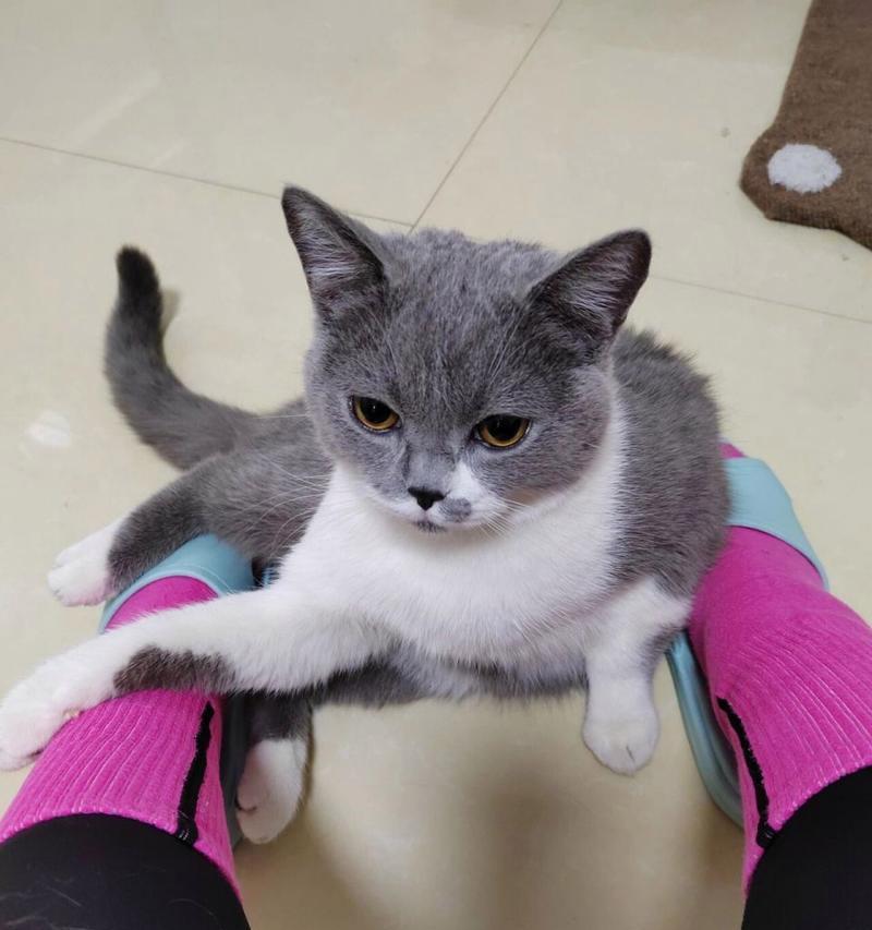 猫咪拉稀的原因与解决方法｜实用指南(图2)