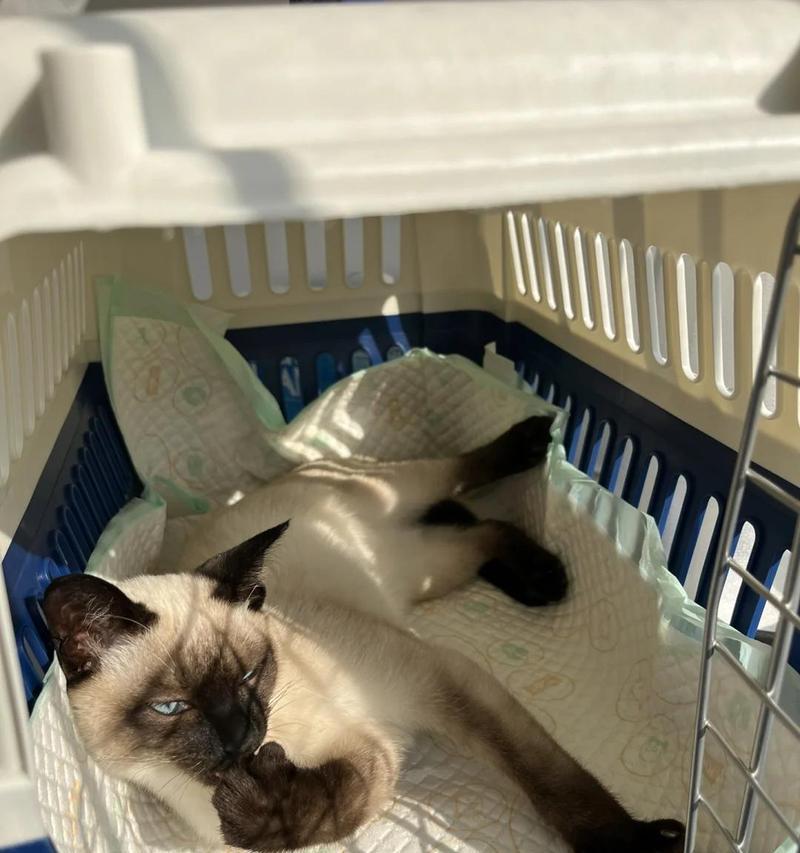 猫咪拉稀的原因与解决方法｜实用指南