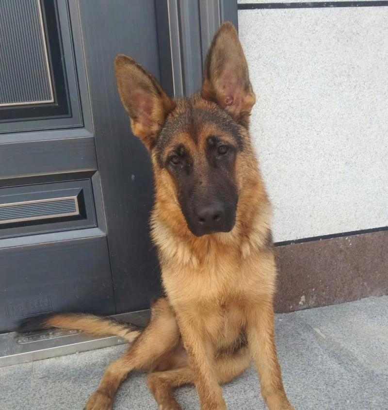 狗的坐姿解读：揭秘它们的情感和内心世界｜实用指南(图1)