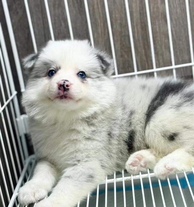 边牧眼睛红的原因及解决方法｜保护视力实用指南(图3)