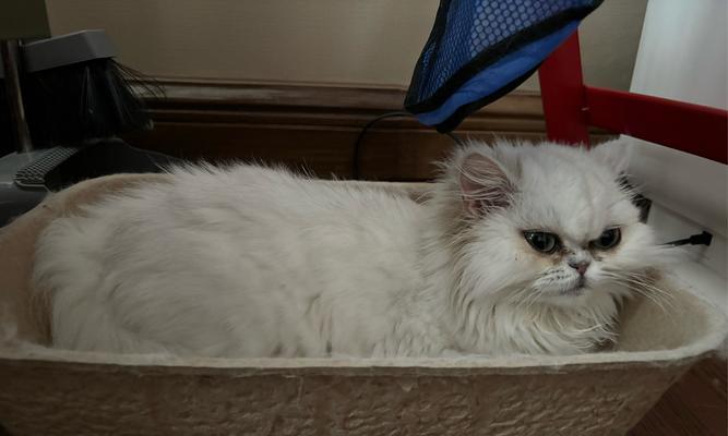 猫咪拉稀的原因与解决方法｜实用指南(图3)