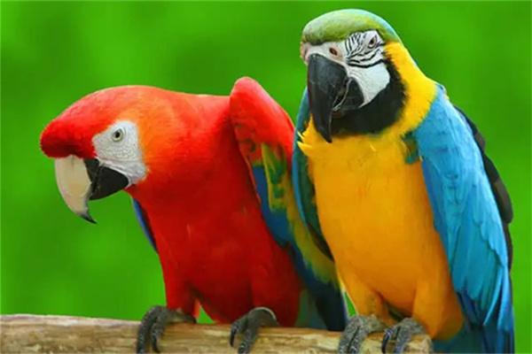 怎么判断虎皮鹦鹉的年龄? 怎么判断虎皮鹦鹉的年龄?看头顶纹路等6个特征实用指南(图2)