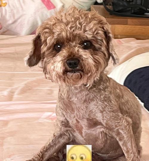 狗的坐姿解读：揭秘它们的情感和内心世界｜实用指南(图2)