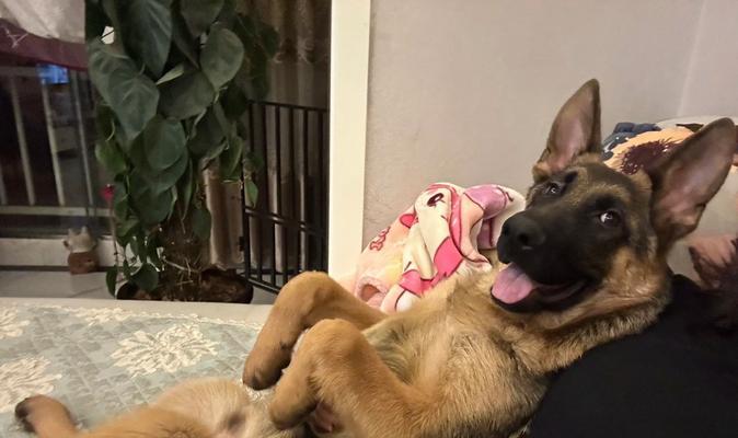 狗的坐姿解读：揭秘它们的情感和内心世界｜实用指南(图3)