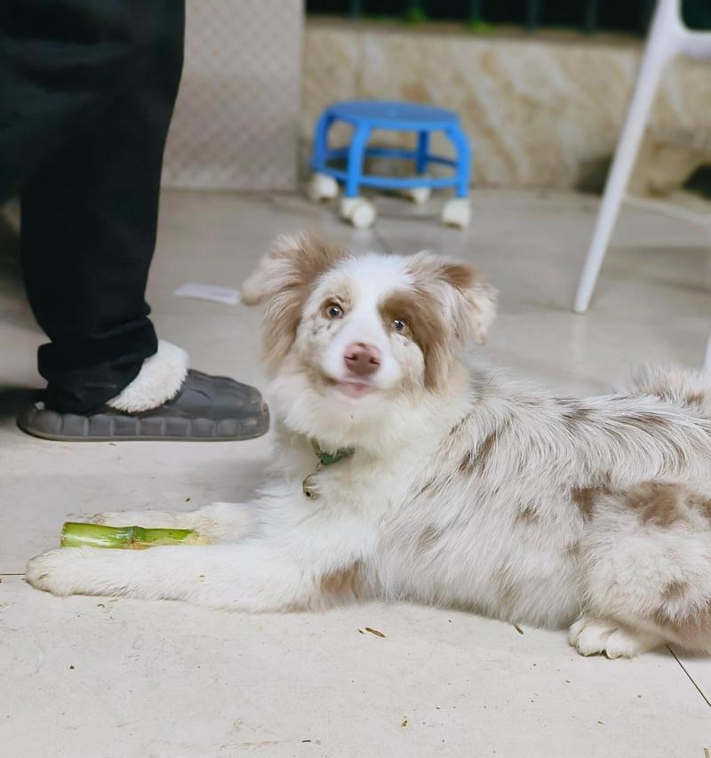 边牧眼睛红的原因及解决方法｜保护视力实用指南(图2)