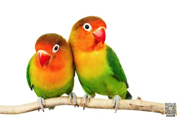 怎么判断虎皮鹦鹉的年龄? 怎么判断虎皮鹦鹉的年龄?看头顶纹路等6个特征实用指南(图1)