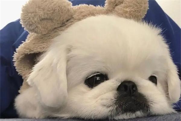 狗狗嗜睡的原因有哪些? 狗狗嗜睡的原因有哪些?正常生理还是生病了|实用指南(图2)