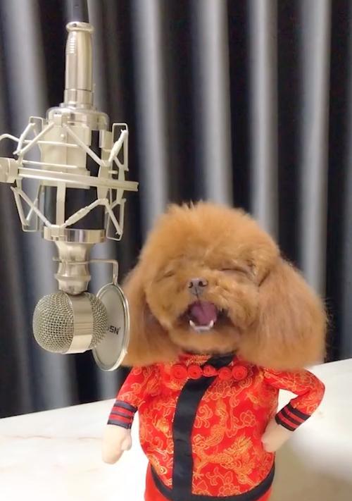 探秘以泰迪式的含义与魅力：温暖生活全攻略