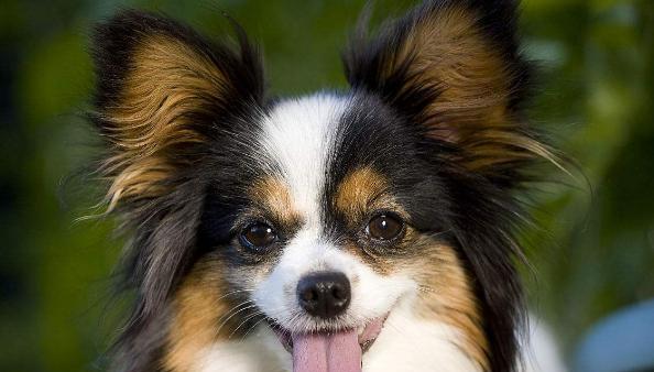 揭秘松鼠尾巴狗的独特魅力：起源、性格与饲养全攻略(图3)