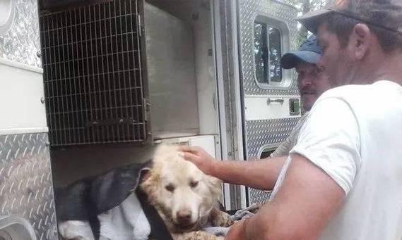 揭秘松鼠尾巴狗的独特魅力：起源、性格与饲养全攻略(图2)