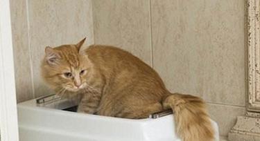 小奶猫不拉屎的原因及解决办法｜养猫实用指南