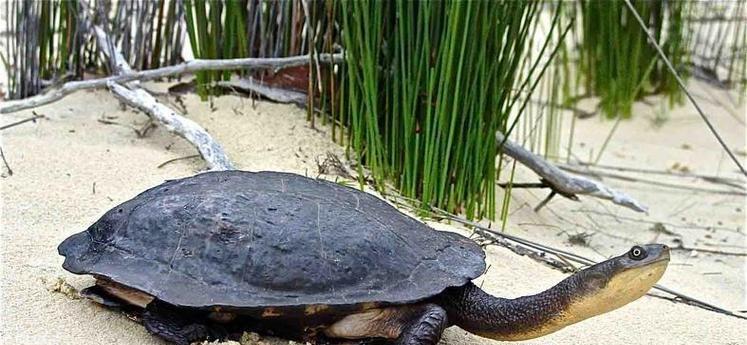 探索粗劲龟的独特魅力与生活习性|神秘生物世界全攻略(图2) 探索粗劲龟的独特魅力与生活习性|神秘生物世界全攻略(图2)