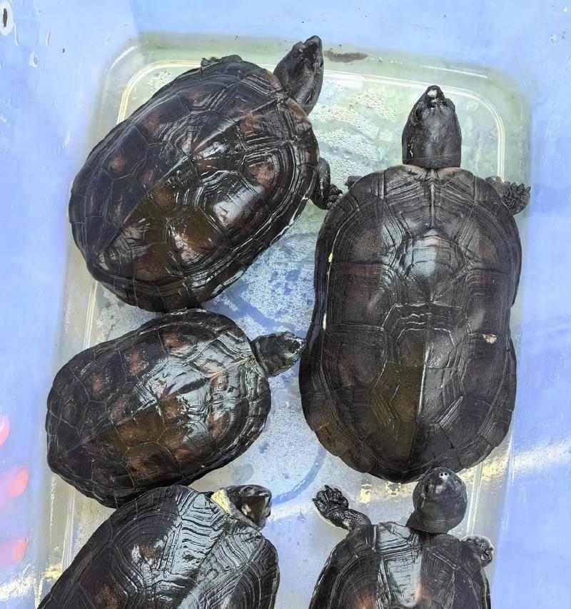 探索粗劲龟的独特魅力与生活习性|神秘生物世界全攻略(图3) 探索粗劲龟的独特魅力与生活习性|神秘生物世界全攻略(图3)