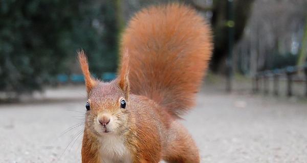 揭秘松鼠尾巴狗的独特魅力：起源、性格与饲养全攻略(图1)