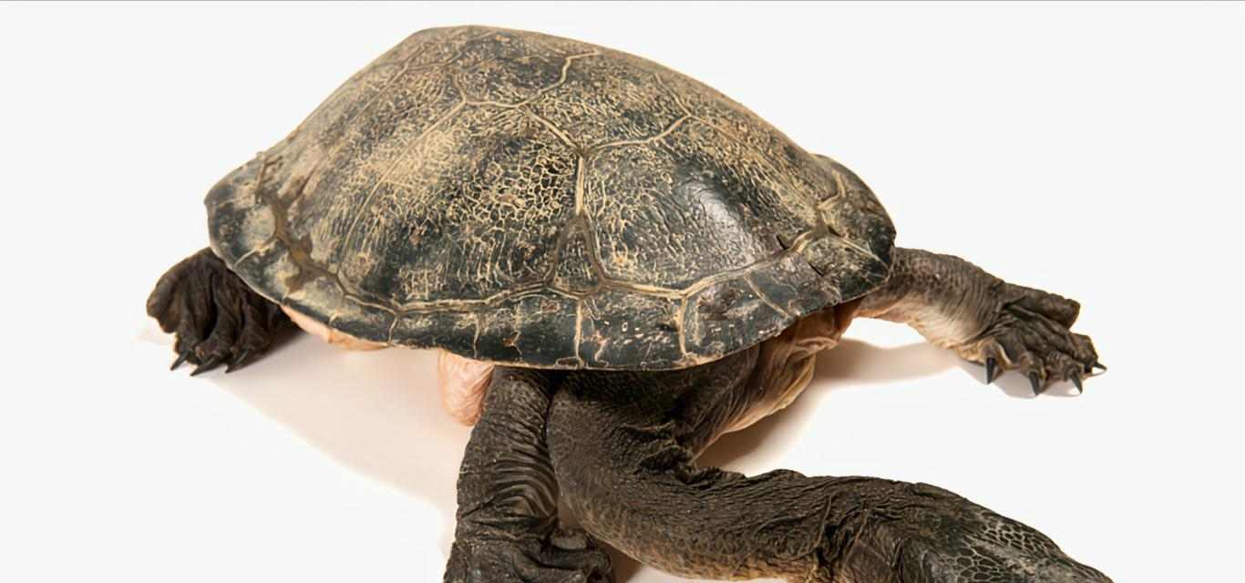 探索粗劲龟的独特魅力与生活习性|神秘生物世界全攻略(图1) 探索粗劲龟的独特魅力与生活习性|神秘生物世界全攻略(图1)