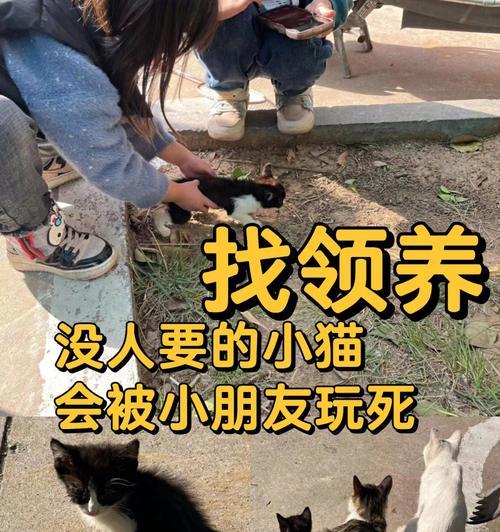 替代猫奶的健康选择：豆奶为主的猫咪饮食变革全攻略(图1)