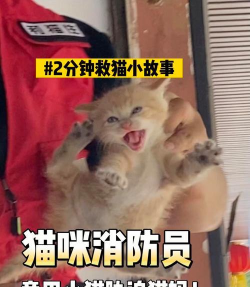 替代猫奶的健康选择：豆奶为主的猫咪饮食变革全攻略(图2)
