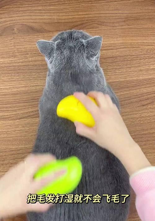猫咪梳毛的好处：保持健康与美丽的实用指南(图3)